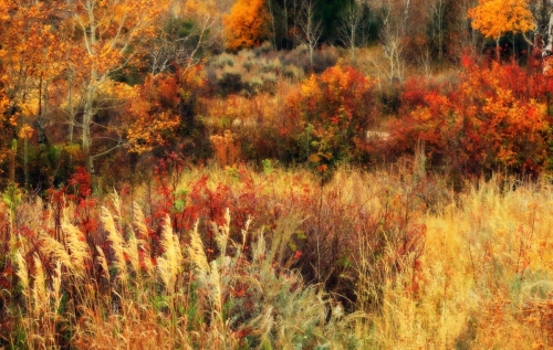 Fall Foliage