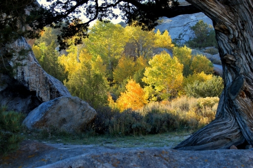 Fall Foliage